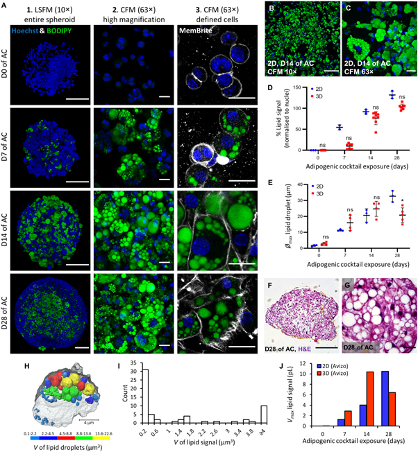 Lipid morphology of 3T3-L1 spheroids exposed to adipogenic cocktail.